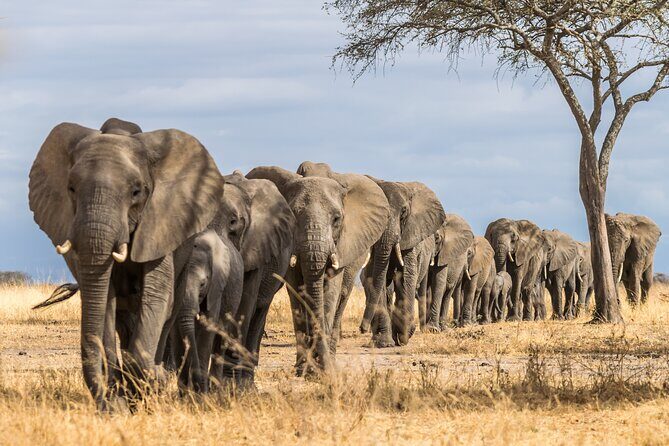 2-Day Sublime Safari to Tarangire and Ngorongoro Safari - The Sum Up