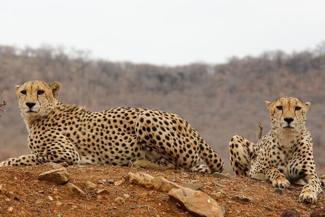 2-Day Sublime Safari to Tarangire and Ngorongoro Safari - FAQ