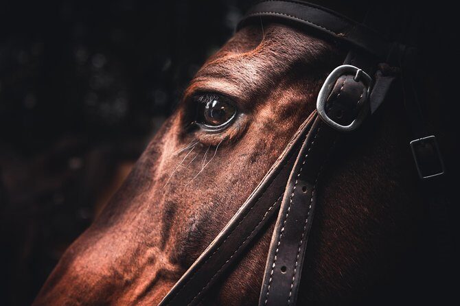 2-Day Sundance Overnight Backcountry Lodge Trip by Horseback - An In-Depth Look at the Experience