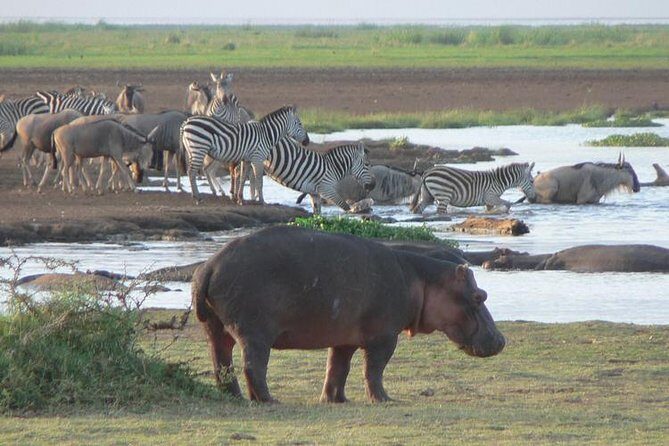 2 Day Tanzania Luxury Safari - What Makes This Tour Stand Out?