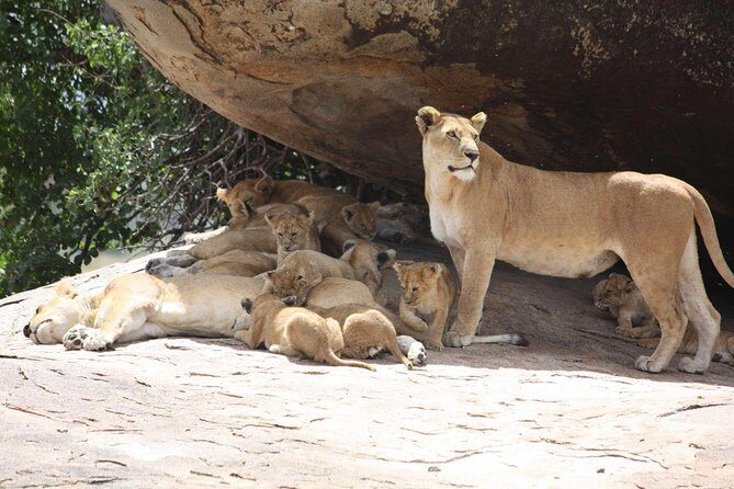 2 Day Tanzania Luxury Safari - Practical Details and Tips