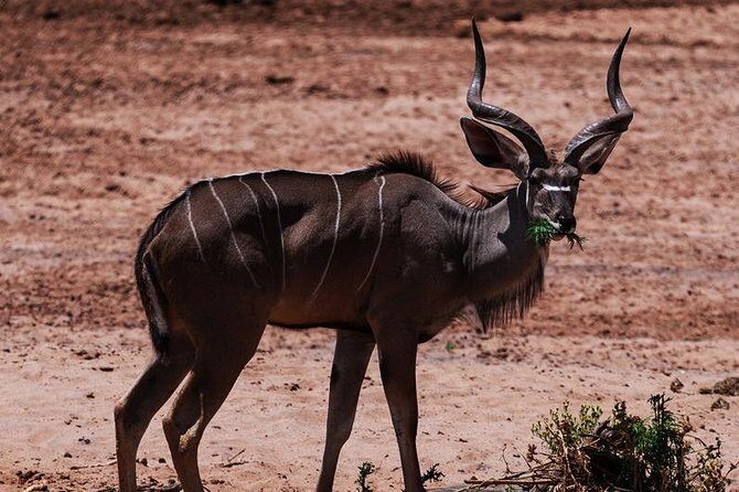 2 Day Tanzania Luxury Safari - Final Thoughts