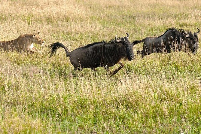 2 Day Tanzania Luxury Safari - FAQ