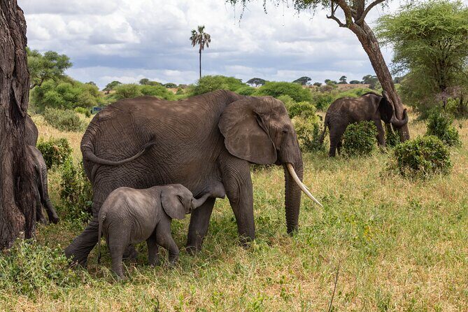 2 Day Tanzania Safari in Tarangire and Ngorongoro Crater - Key Points