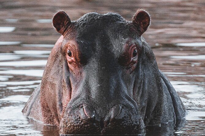 2 Day Tanzania Safari in Tarangire and Ngorongoro Crater - An Honest Look at the 2-Day Tanzania Safari