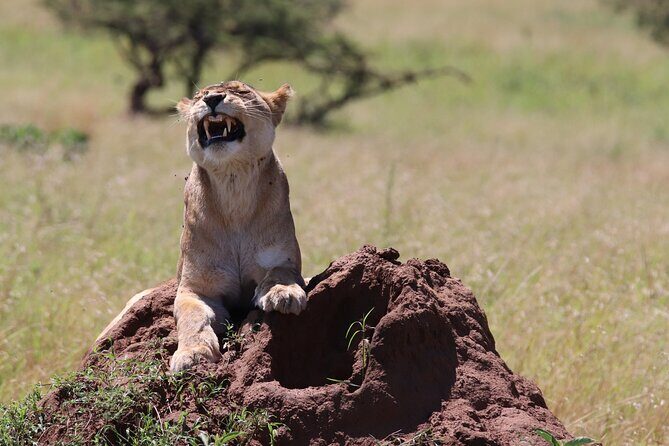 2 Day Tanzania Safari Tarangire and Ngorongoro Crater Adventure - Key Points
