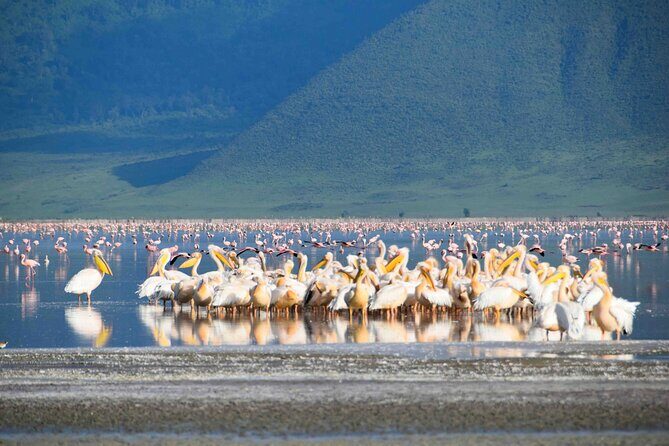2 Day Tanzania Safari Tarangire and Ngorongoro Crater Adventure - What’s Included and What’s Not
