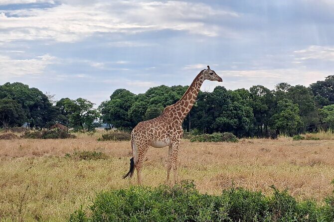 2 Day Tanzania Safari Tarangire and Ngorongoro Crater Adventure - Analyzing the Value