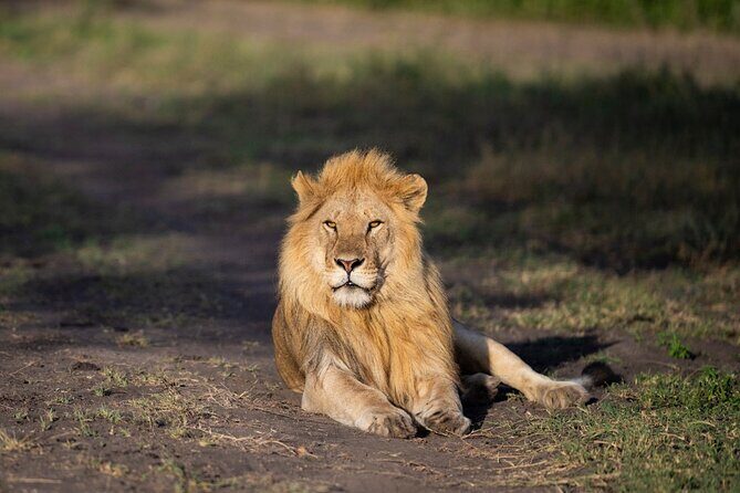 2 Day Tanzania Safari Tarangire and Ngorongoro Crater Adventure - FAQs
