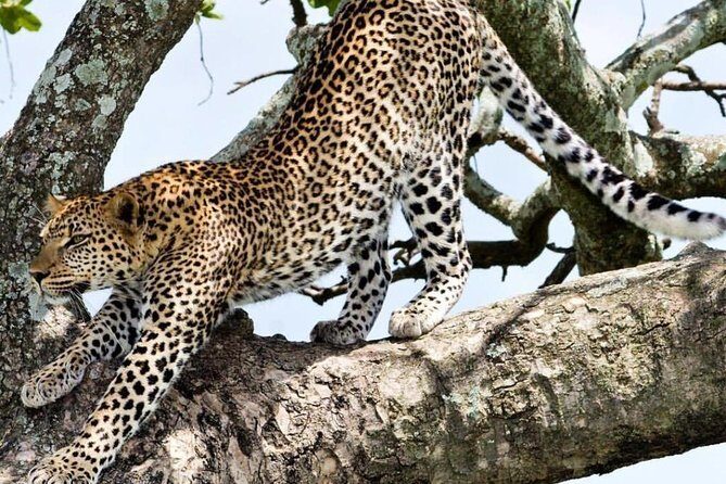 2 Day: Tarangire and Ngorongoro Crater - The Experience in Detail