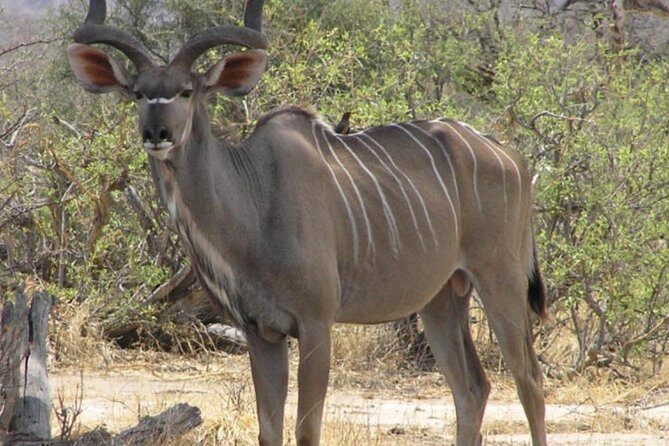 2 Day: Tarangire and Ngorongoro Crater - Who Would Love This Tour?