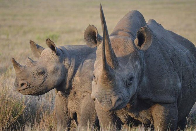 2 Day: Tarangire and Ngorongoro Crater - FAQ