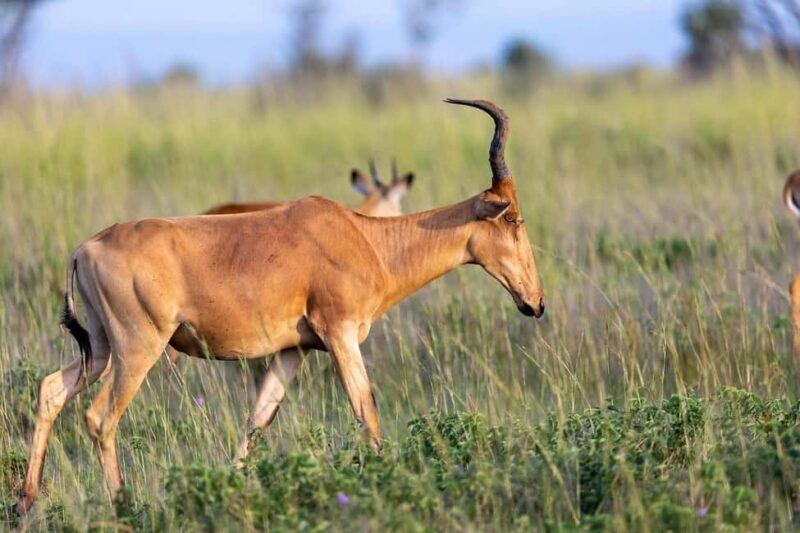 2-Day Tarangire National Park and Ngorongoro Crater Safari - Introduction: An Action-Packed Safari on a Short Timeline