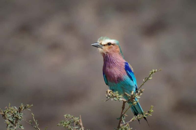 2-Day Tarangire National Park and Ngorongoro Crater Safari - Transport and Comfort