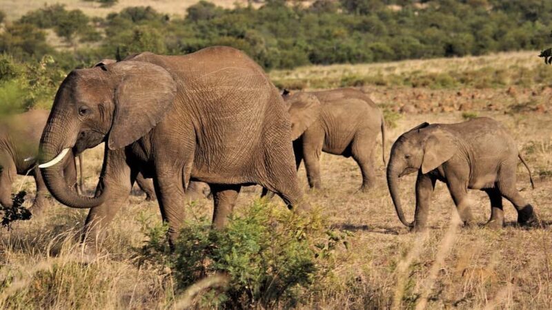 2-Day Tarangire National Park and Ngorongoro Crater Safari - Final Thoughts