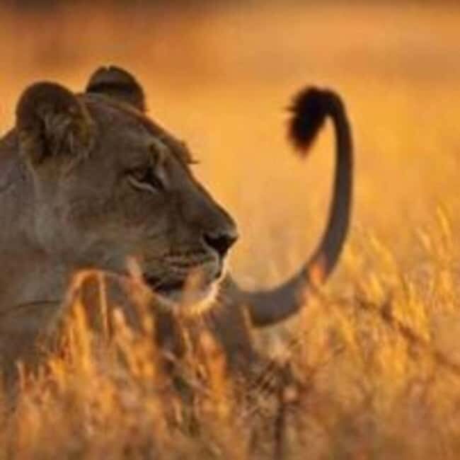 2-Day Tarangire & Ngorongoro Crater Safari from Zanzibar - Key Points
