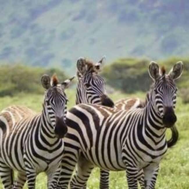 2-Day Tarangire & Ngorongoro Crater Safari from Zanzibar - A Detailed Look at the 2-Day Safari Experience