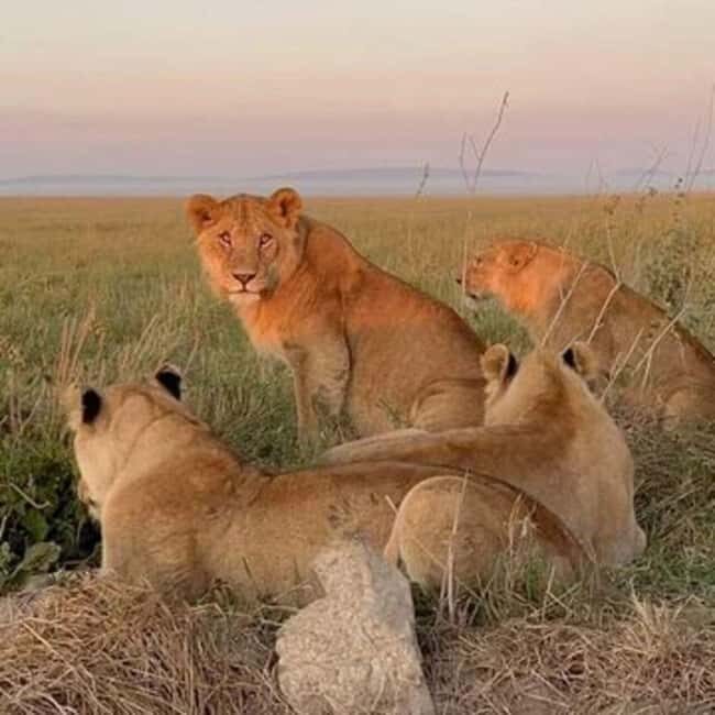 2-Day Tarangire & Ngorongoro Crater Safari from Zanzibar - The Value of This Tour