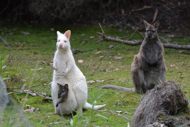 2 Day Tasmanian Highlights Tour - Bruny Island & Port Arthur - FAQ