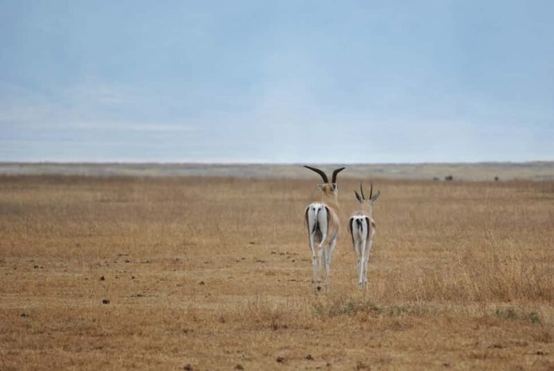 2 DAY TO MIKUMI PARK FROM DAR ES SALAAM BY LUXURY TRAIN - Who Is This Tour Best For?