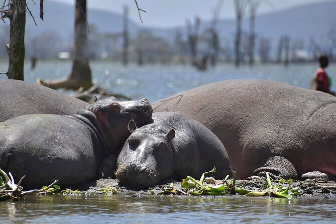 2 Day Tour Hells Gate, Lake Naivasha & Lake Nakuru from Nairobi - FAQ