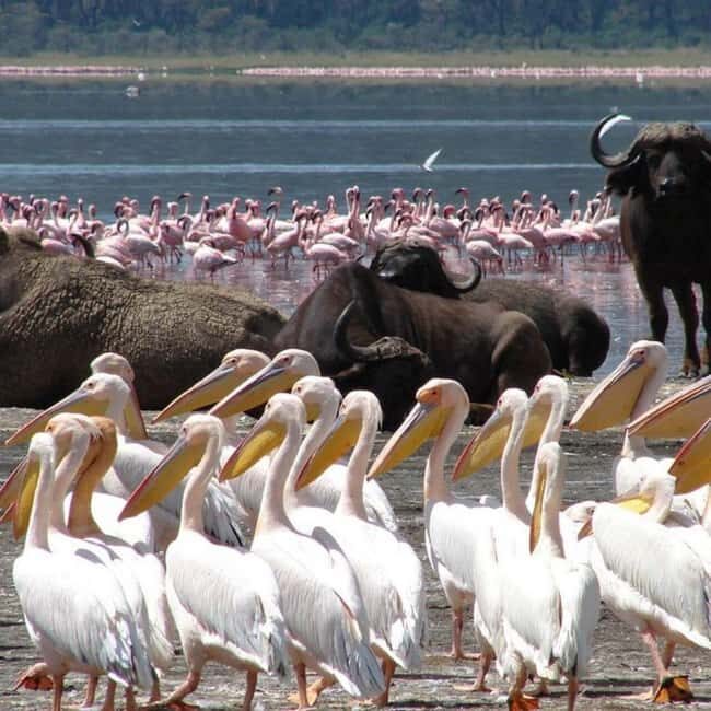 2 Day Tour Lake Nakuru, Hell' s Gate & Lake Naivasha - Day 1: From Nairobi to Lake Nakuru: Wildlife and Scenic Vistas