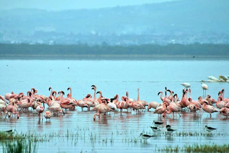 2 Day tour to Lake Nakuru and Lake Naivasha Boat Ride - Key Points