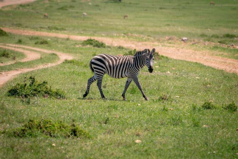 2-Day Trip to Mikumi from Zanzibar Latest Itinerary - Key Points