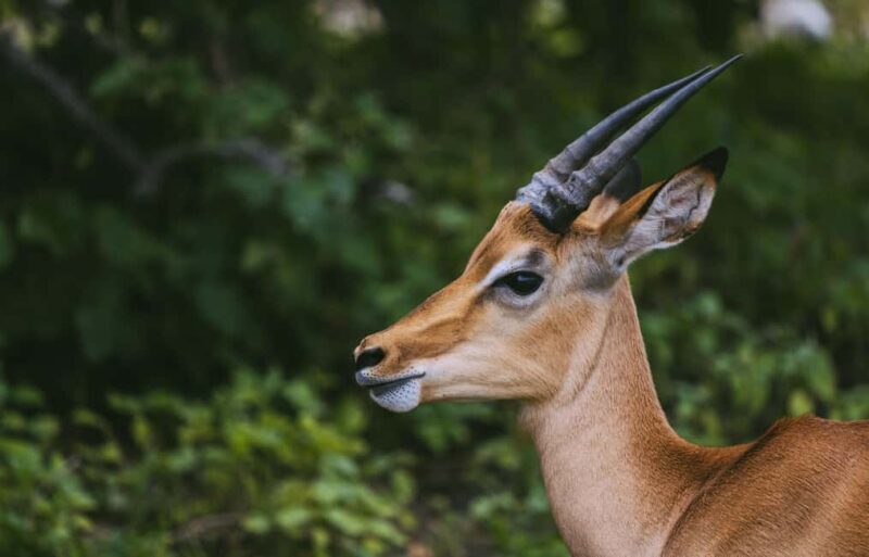 2-Day Trip to Mikumi from Zanzibar Latest Itinerary - Accommodation and Meals
