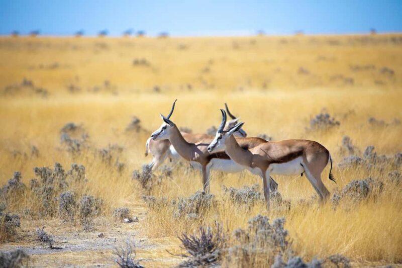 2-Day Tsavo East National Park Safari - The Sum Up