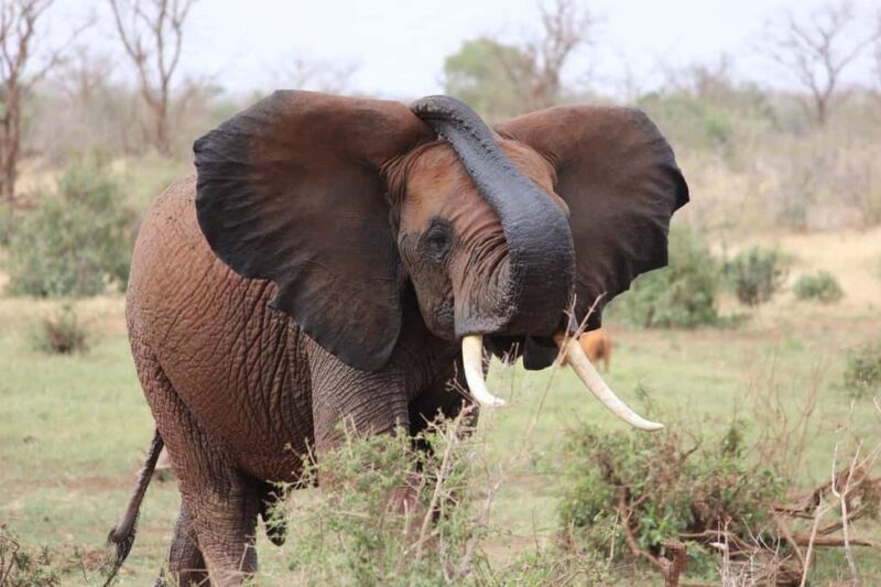2-Day Tsavo East National Park Safari - FAQ