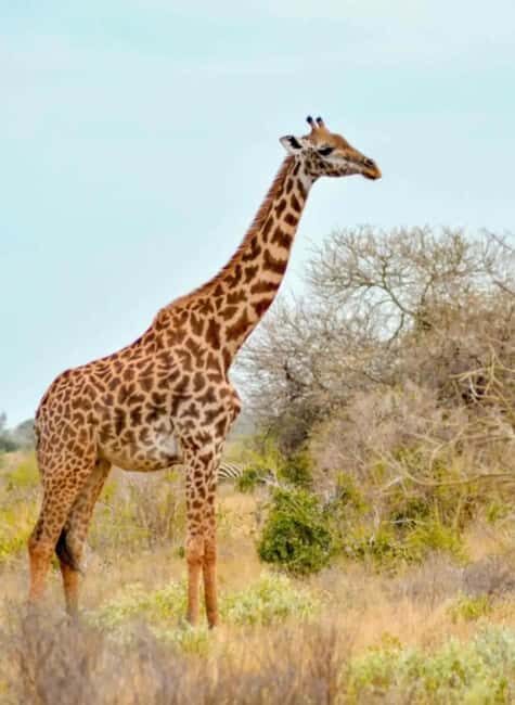2-day Tsavo East safari with accommodation from Mombasa: - Key Points