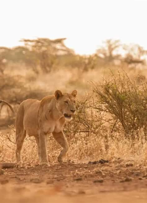 2-day Tsavo East safari with accommodation from Mombasa: - The Itinerary: What to Expect on Your 2-Day Safari