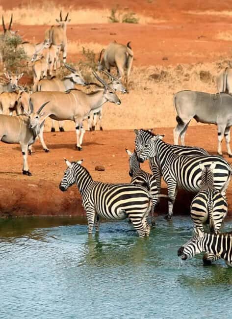 2-day Tsavo East safari with accommodation from Mombasa: - The Guided Game Drives: A Window into Wildlife