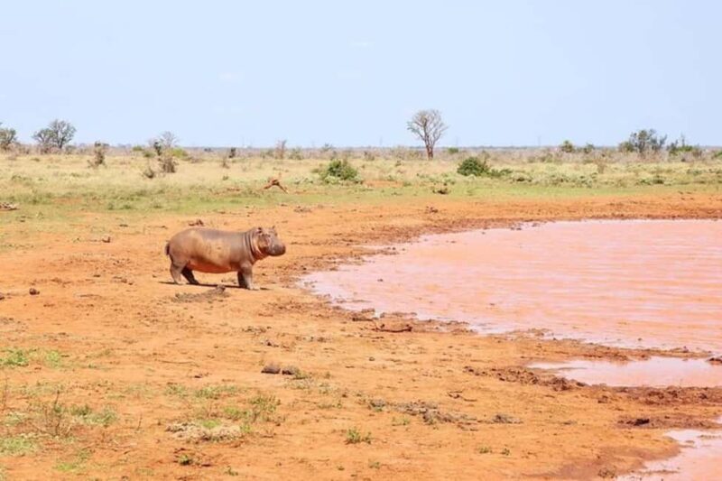2-day Tsavo East safari with accommodation from Mombasa: - Practical Details: What to Know Before You Go