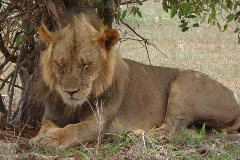 2-day Tsavo East safari with accommodation from Mombasa: - FAQs