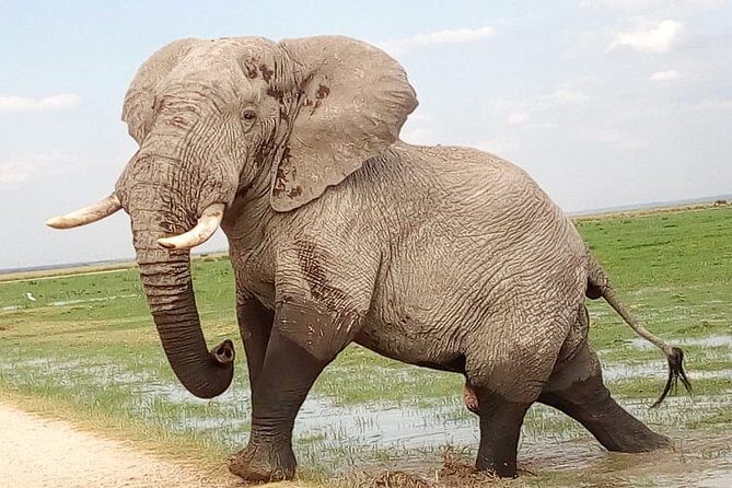 2-Day Tsavo National Park Private Safari from Mombasa - Key Points