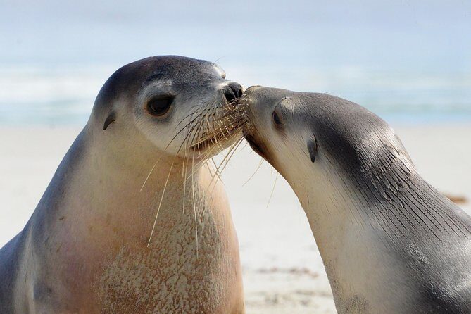 2 day Ultimate Kangaroo Island with return ferry - Day 1: Wildlife and Scenic Highlights