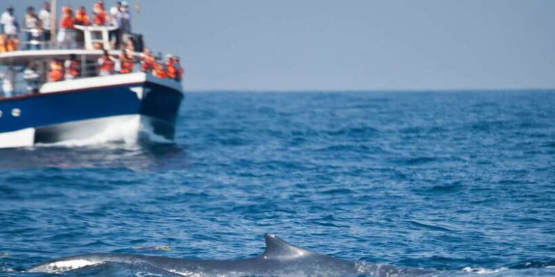 2-Day Whale Watching & Southern Sri Lanka Tour - Key Points