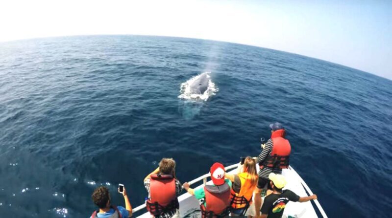 2-Day Whale Watching & Southern Sri Lanka Tour - What We Love About This Tour