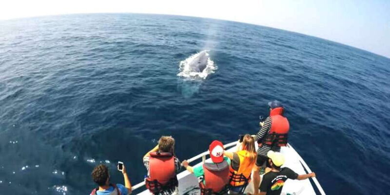 2-Day Whale Watching & Southern Sri Lanka Tour - FAQ