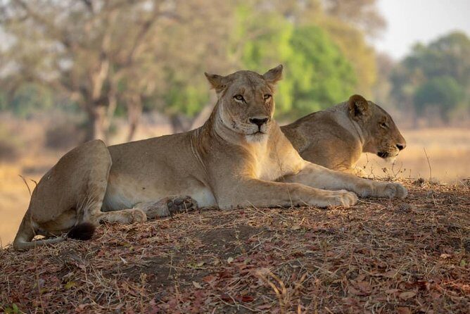 2 Day Wildlife Experience and Masai Culture Mikumi Park - An In-Depth Look at the 2-Day Mikumi Safari