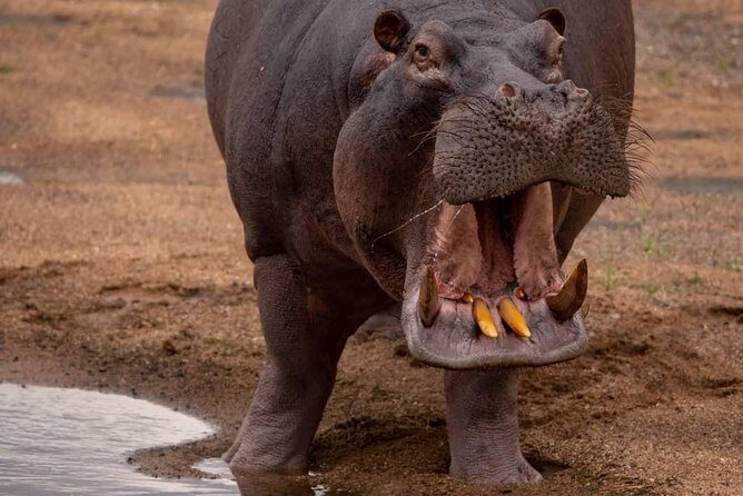 2 Day Wildlife Experience and Masai Culture Mikumi Park - Summary: Who Will Love This Tour?