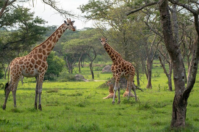 2-Day Wildlife Safari in Lake Mburo National Park - An Inside Look at the Lake Mburo Safari Experience