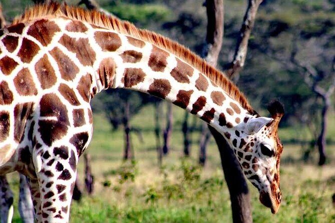 2-Day Wildlife Safari in Lake Mburo National Park - FAQ