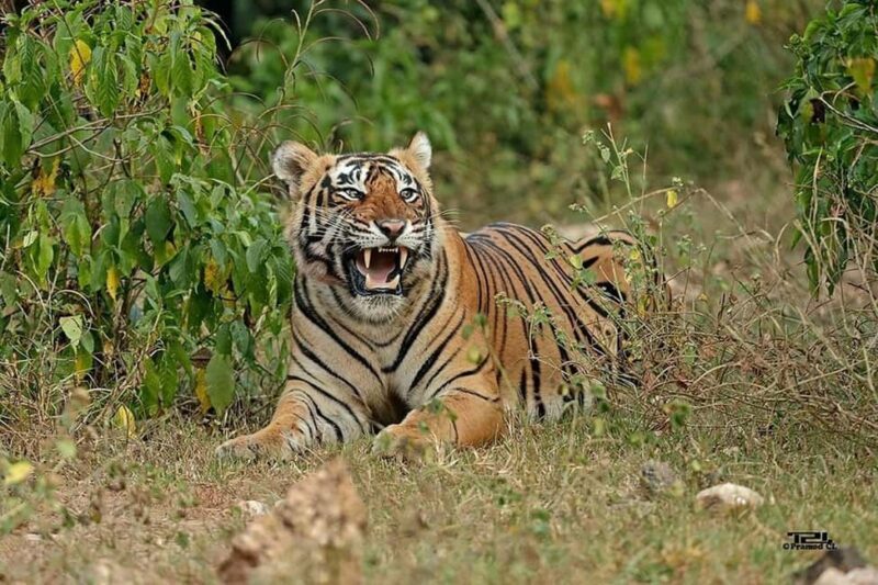 2-Day Wildlife Safari to Ranthambore & Sariska from Delhi - Key Points