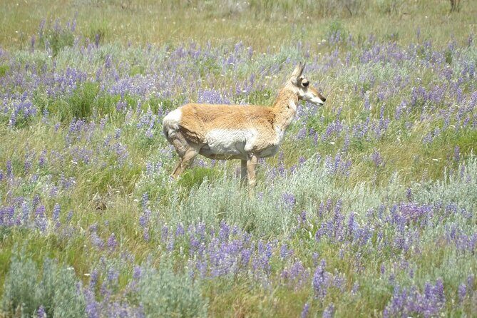 2 Day Yellowstone Safari Upper and Lower Loop Bozeman - FAQs