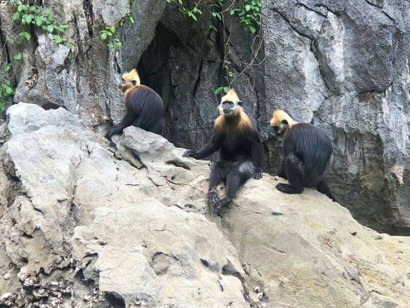 2 Days 1 Night Adventure: Cat Ba National Park, Lan Ha Bay - FAQ