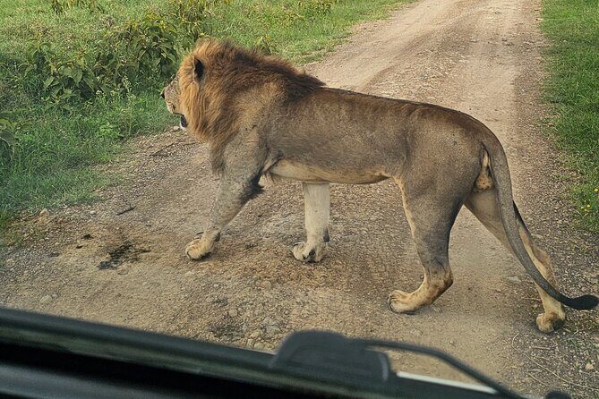 2 Days 1 Night Amboseli National Park Private Safari. - Early Morning Game Drive and Return to Nairobi