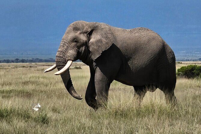 2 Days 1 Night Amboseli National Park Private Safari. - Authentic Experiences in a Short Time